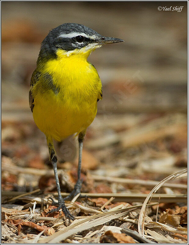 Western Yellow Wagtail