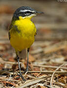 Western Yellow Wagtail