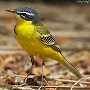 Western Yellow Wagtail