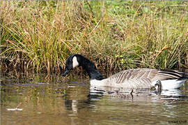 Canada Goose