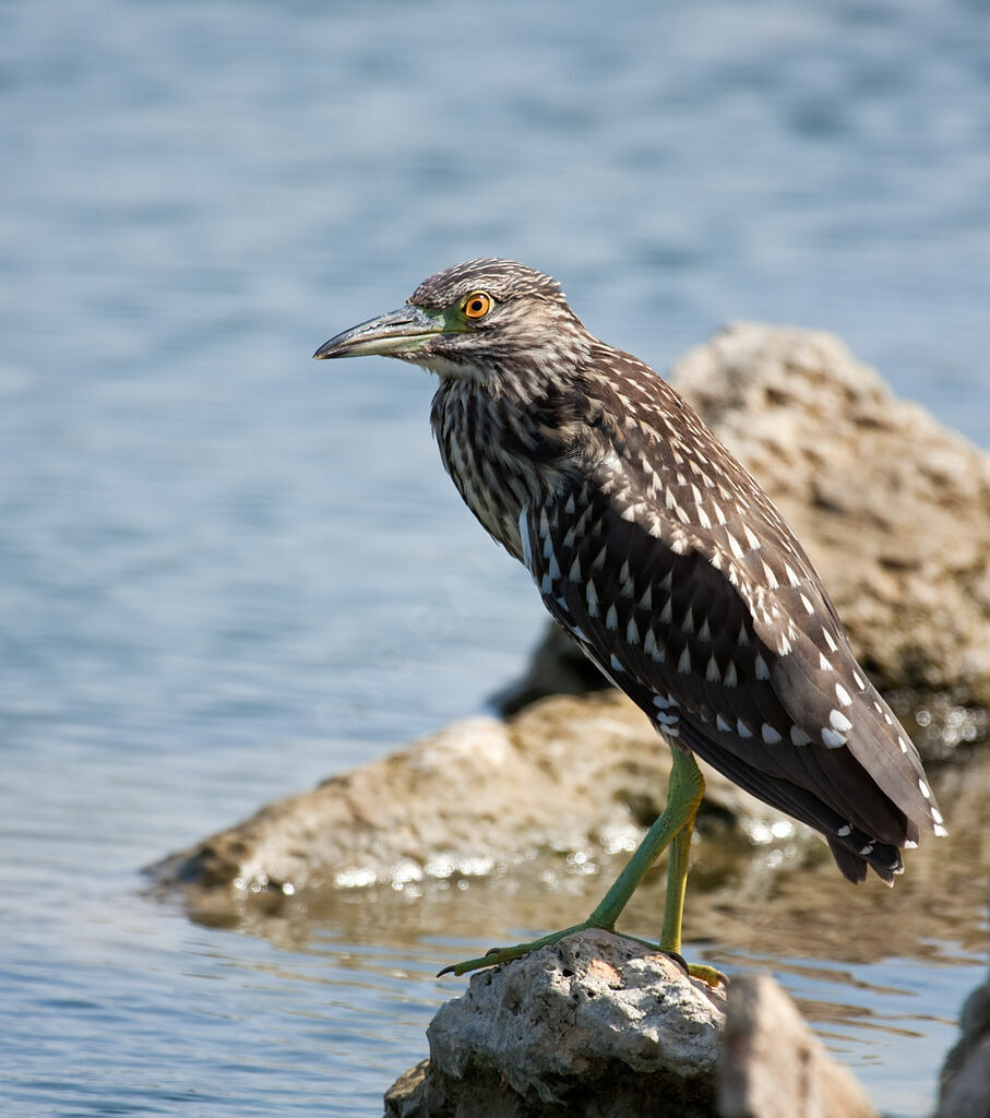 Black-crowned Night Heronjuvenile, identification