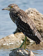 Black-crowned Night Heron