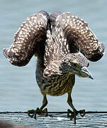 Black-crowned Night Heron