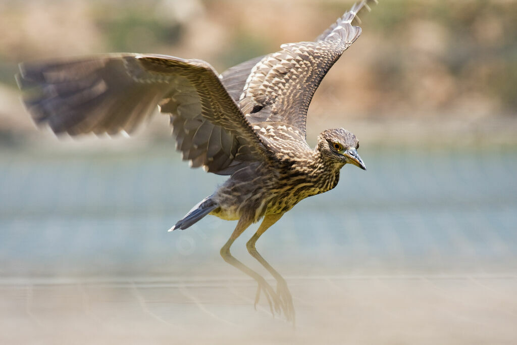 Black-crowned Night Heronjuvenile, Behaviour