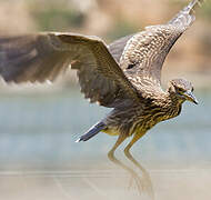 Black-crowned Night Heron