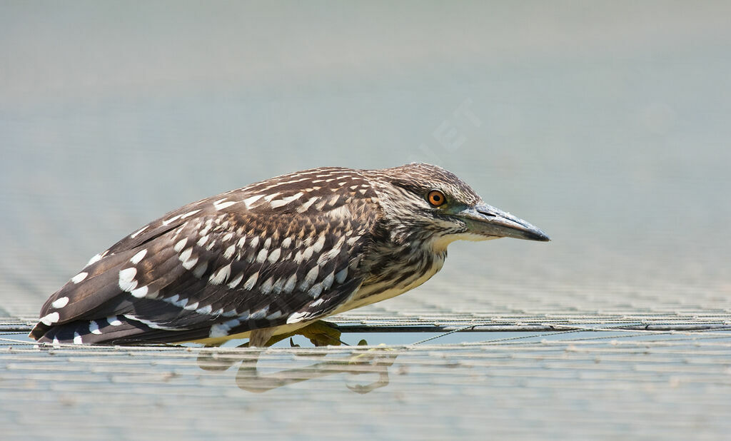 Black-crowned Night Heronjuvenile, Behaviour