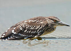 Black-crowned Night Heron