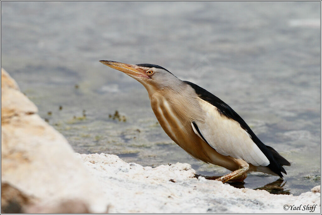 Little Bittern