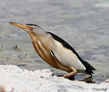 Little Bittern