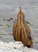 Little Bittern