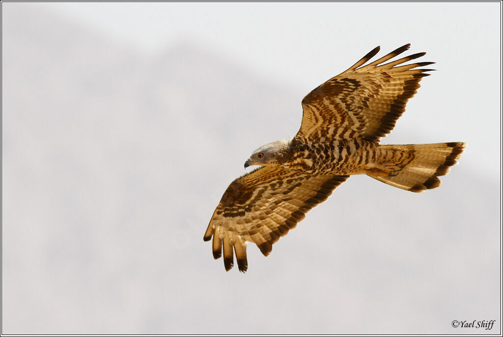 European Honey Buzzard