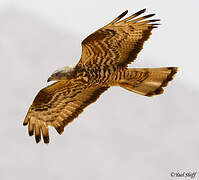 European Honey Buzzard