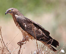 European Honey Buzzard