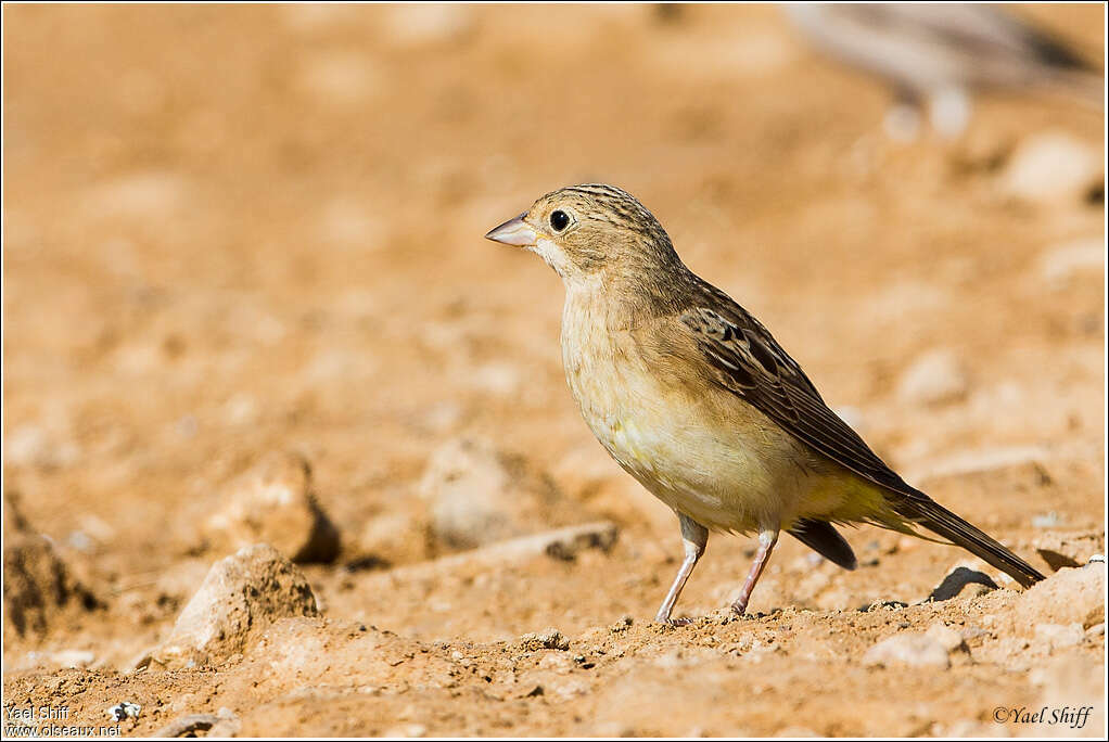 Red-headed Bunting female adult, identification