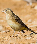 Red-headed Bunting