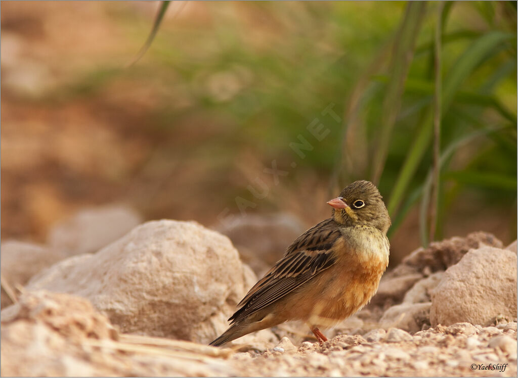 Ortolan Bunting, identification