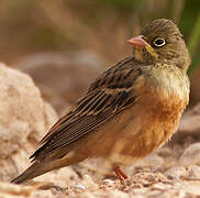 Ortolan Bunting