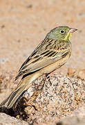 Ortolan Bunting