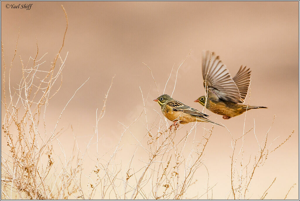 Ortolan Bunting