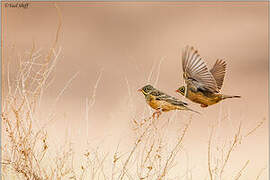 Ortolan Bunting