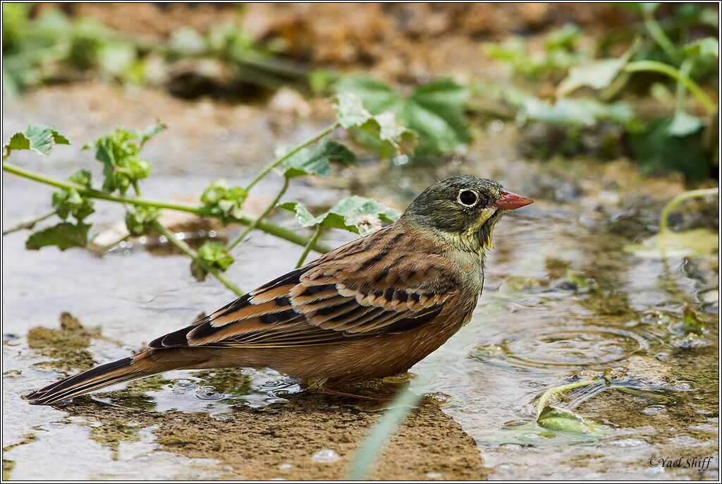 Ortolan Bunting