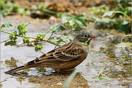 Ortolan Bunting