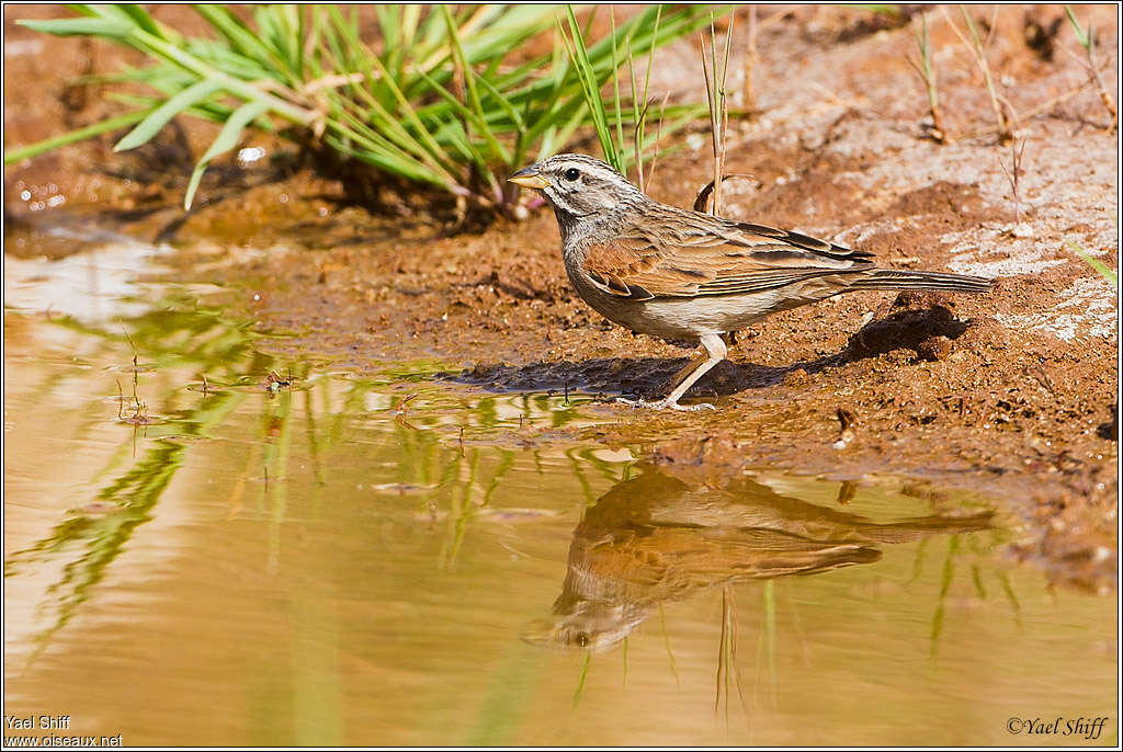 Striolated Buntingadult, drinks