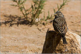 Striolated Bunting