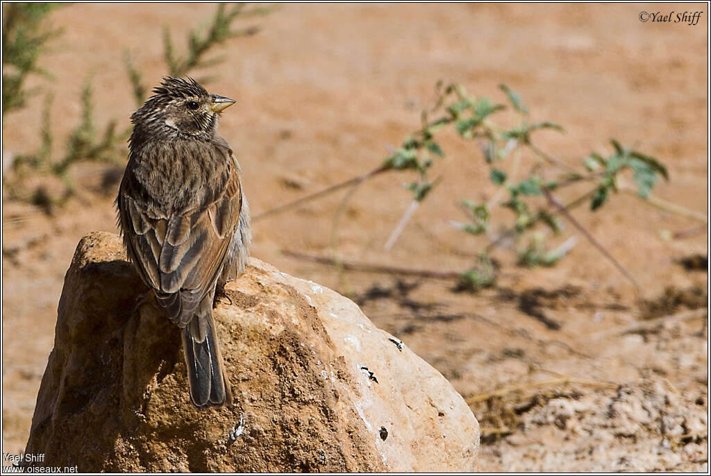 Striolated Buntingadult, pigmentation