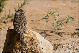 Striolated Bunting