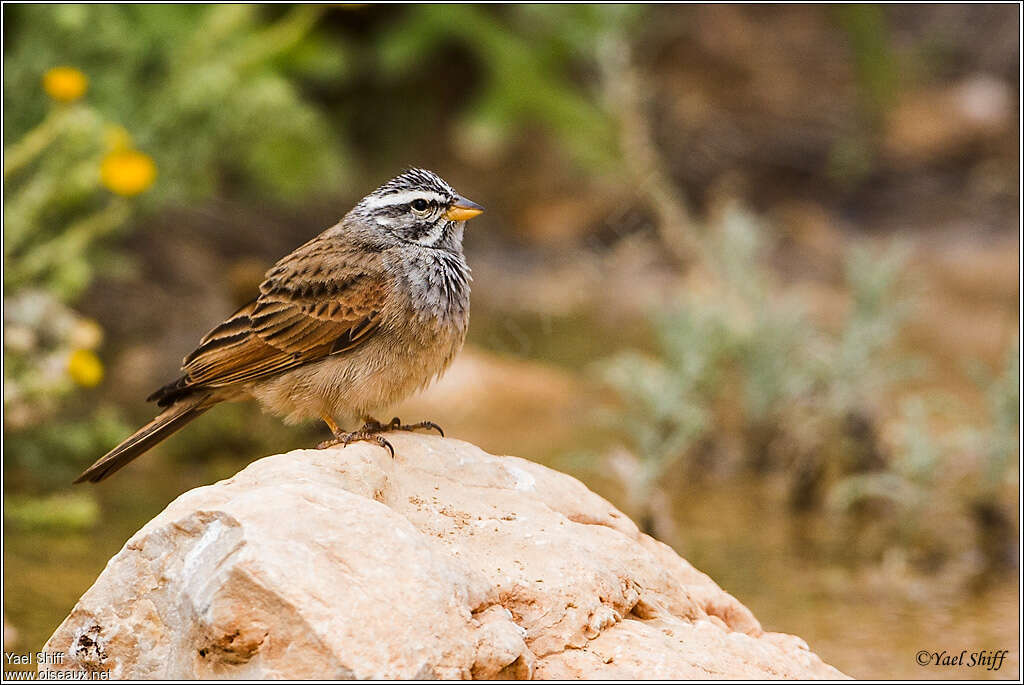 Striolated Bunting male adult breeding, identification