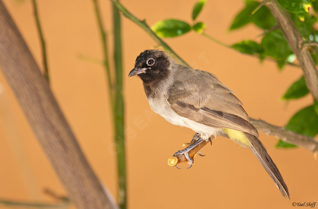 White-spectacled Bulbuljuvenile