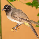 Bulbul d'Arabie