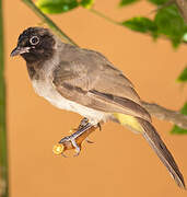 Bulbul d'Arabie