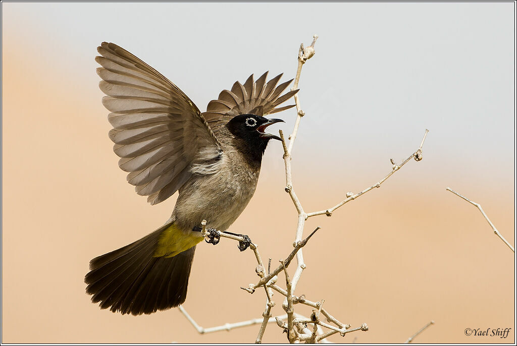 White-spectacled Bulbul