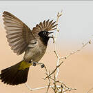 Bulbul d'Arabie