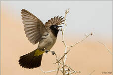 Bulbul d'Arabie