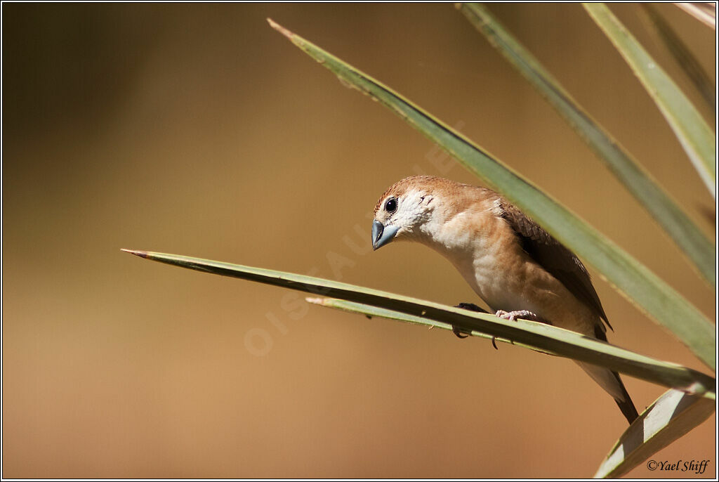 Indian Silverbill