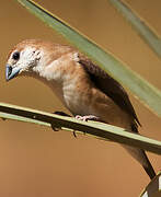 Indian Silverbill