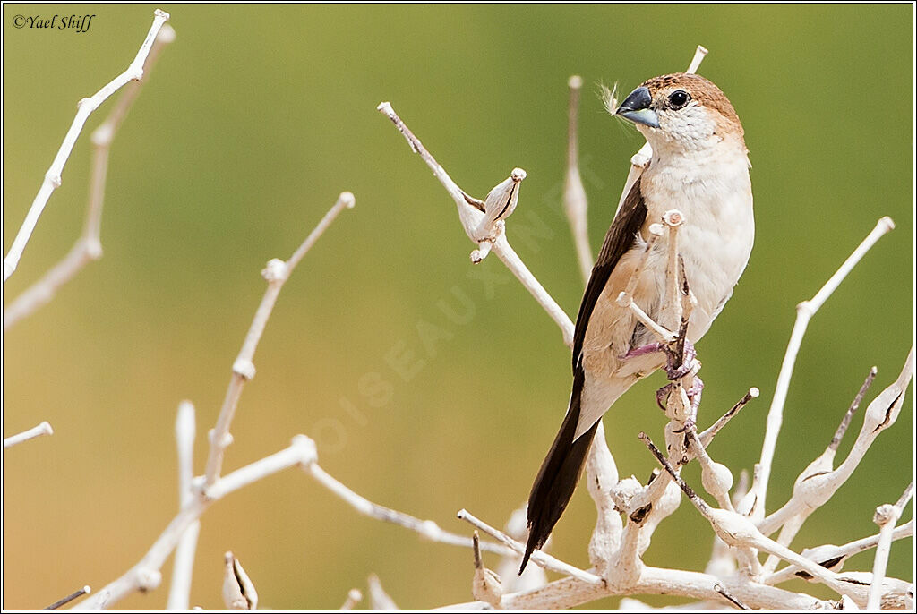 Indian Silverbill