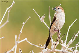 Indian Silverbill