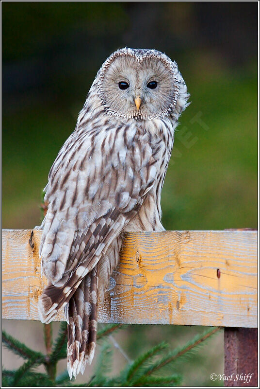 Ural Owl