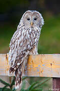 Ural Owl