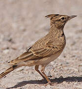 Crested Lark