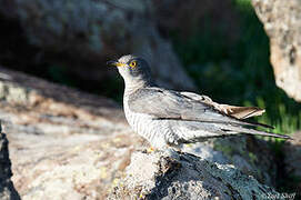 Common Cuckoo