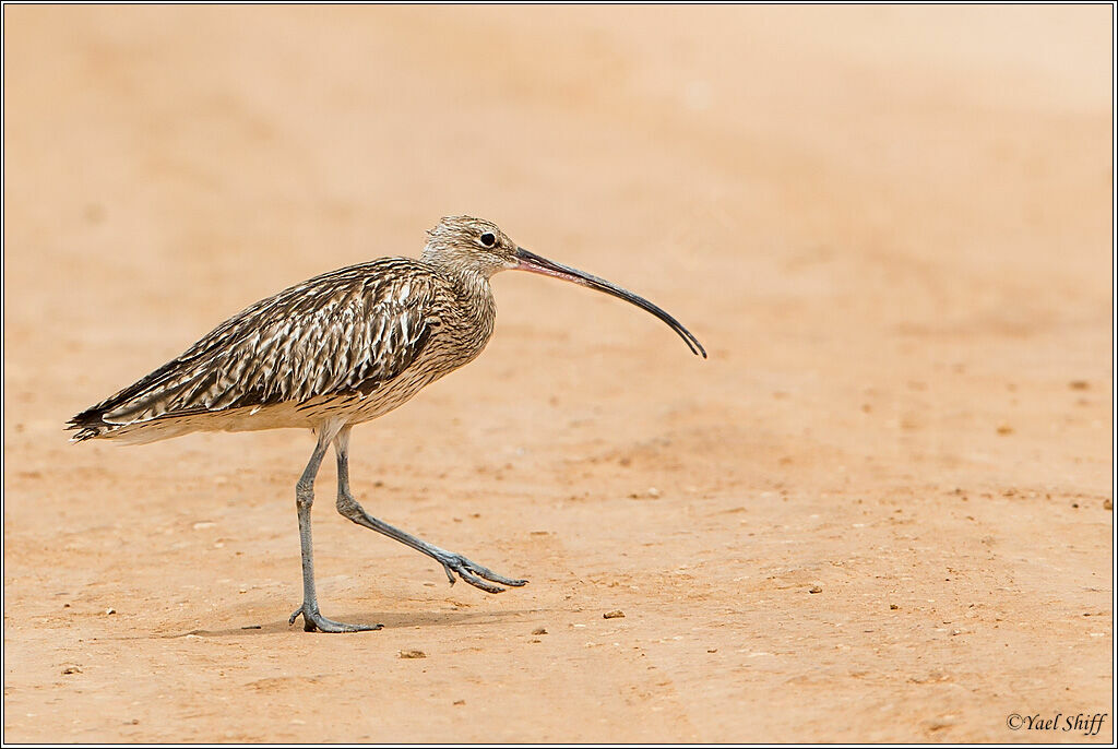 Eurasian Curlew