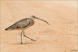 Eurasian Curlew