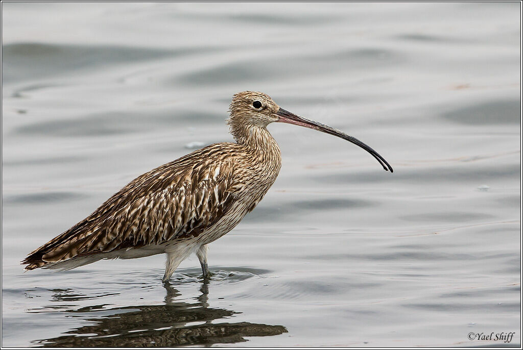 Eurasian Curlew