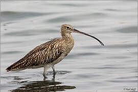 Eurasian Curlew