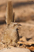 Arabian Babbler